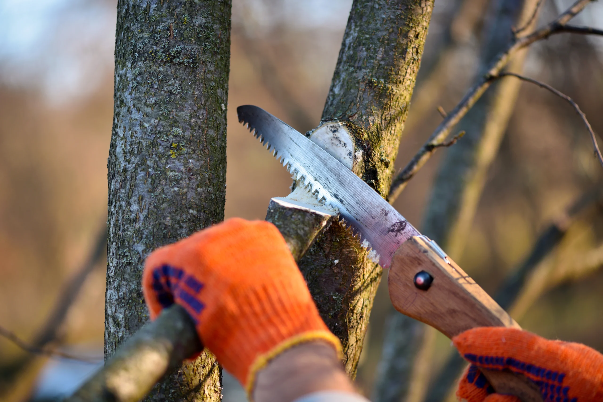 Tree Pruning