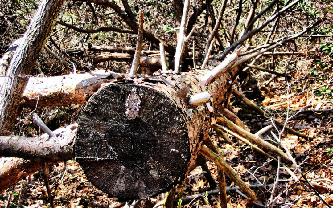 Tree Issues After Major Austin Storms
