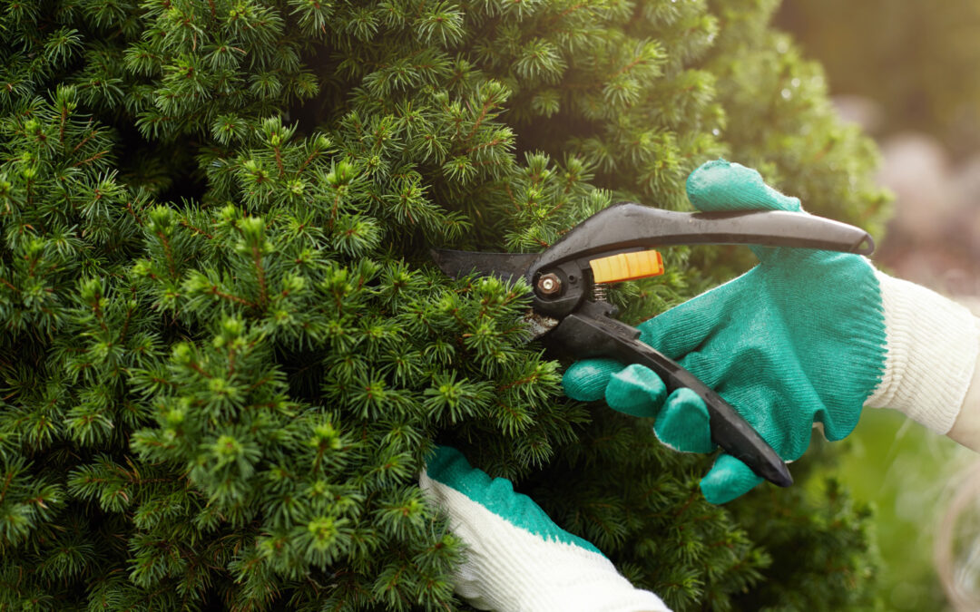 Year-Round Tree Care For Austin Properties