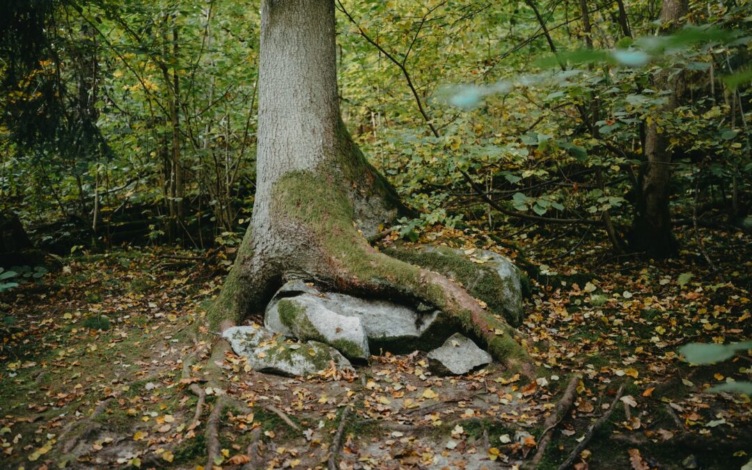 Trees That Show Signs Of Internal Decay