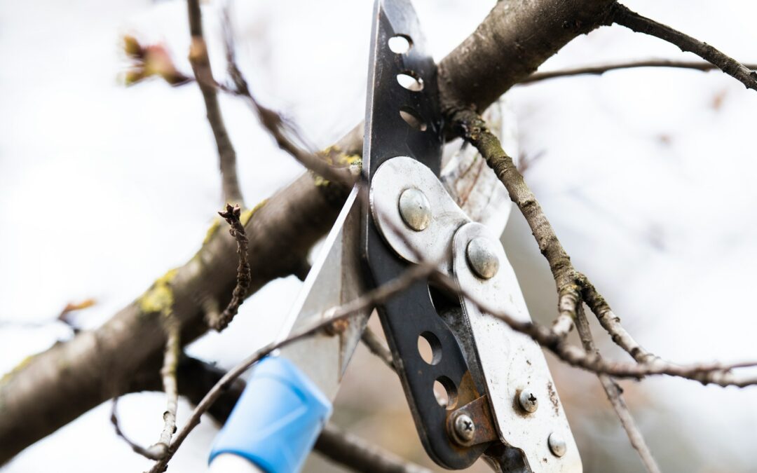 Tree Care Tips For New Home Buyers