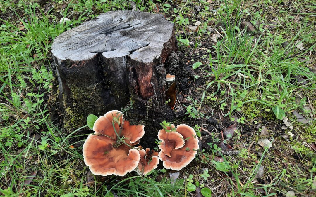 Why Old Tree Stumps Attract Unwanted Pests