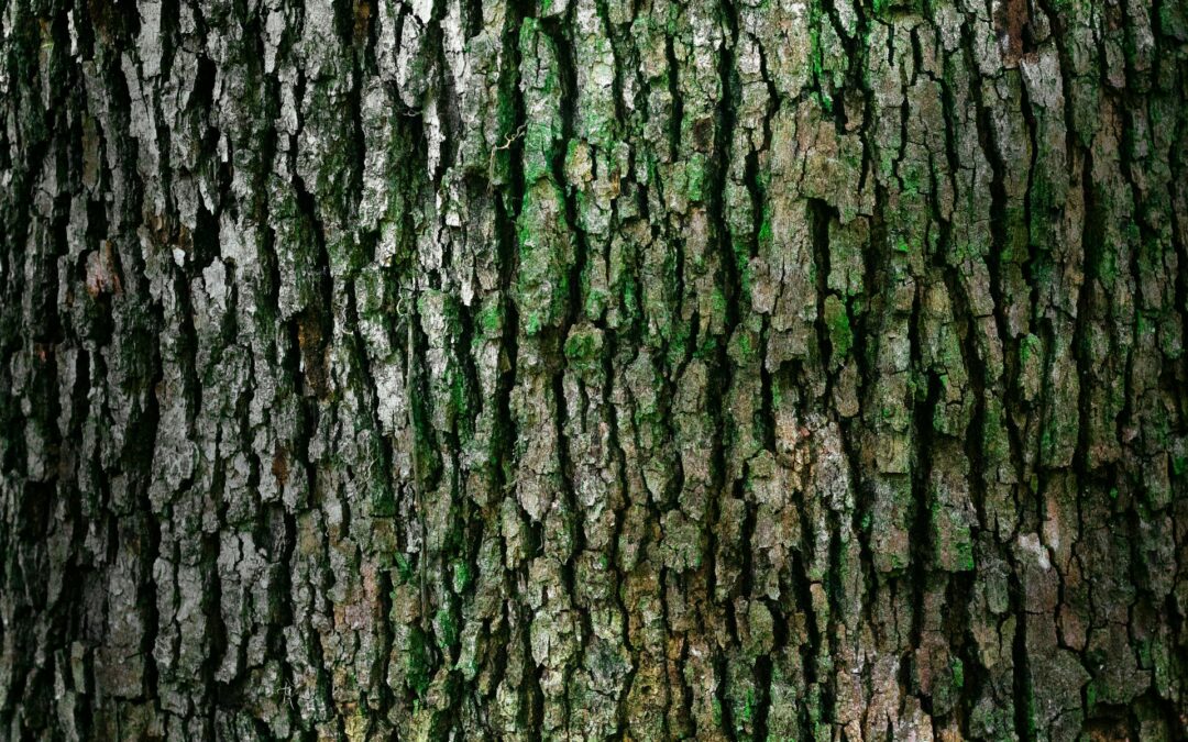 What To Do About Tree Bark Falling Off