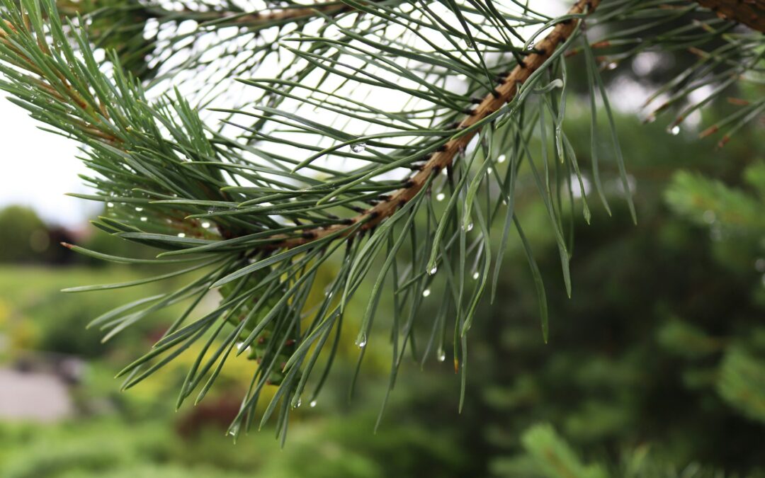 Tree Problems After Heavy Rainfall