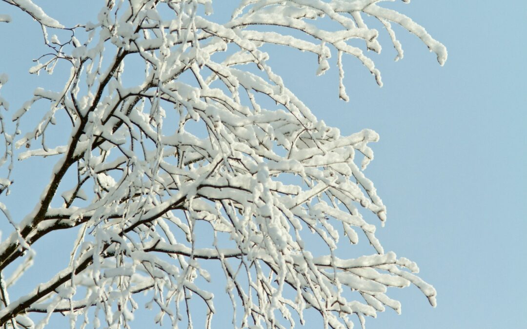 Winter Tree Issues That Need Quick Action