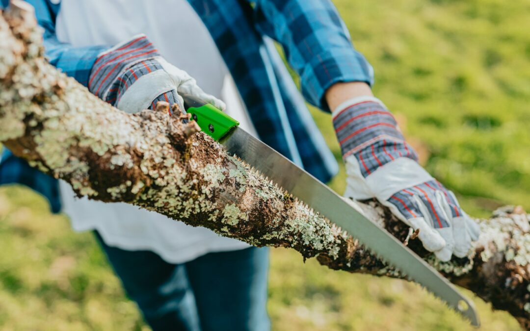 What to Check for Before Scheduling Tree Care in Austin TX