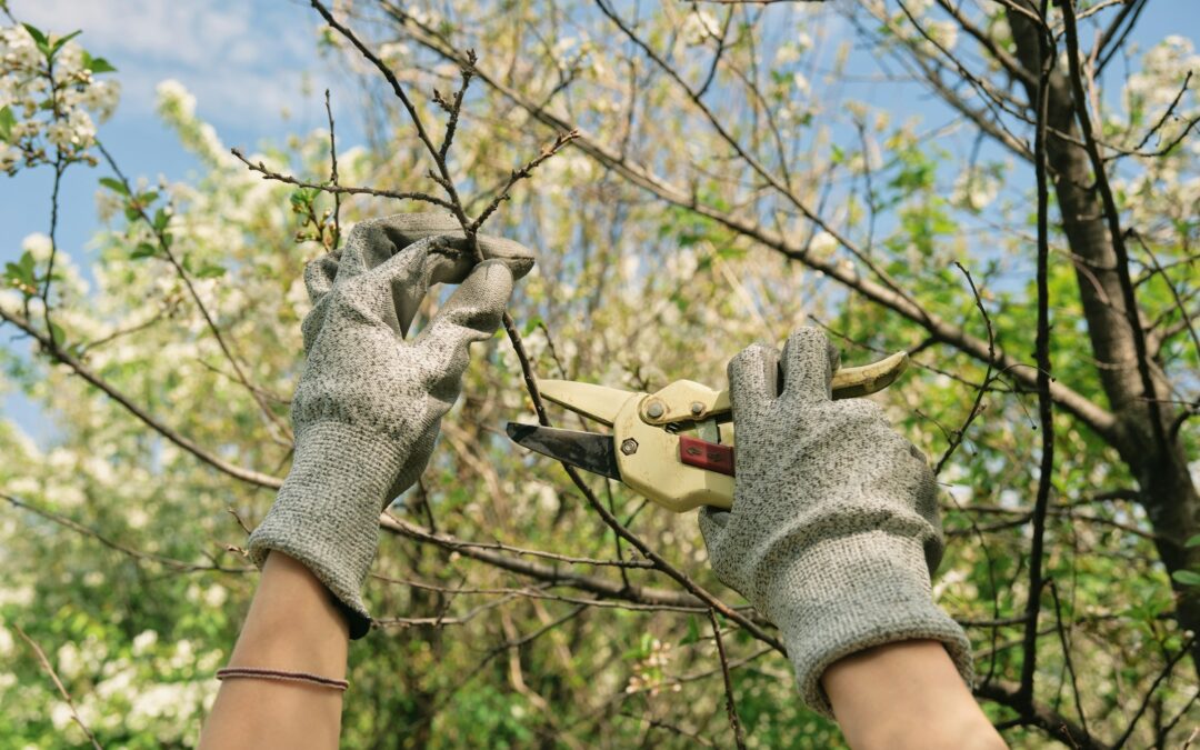 Complete Tree Care in Austin: Keeping Your Trees Strong Through Every Season