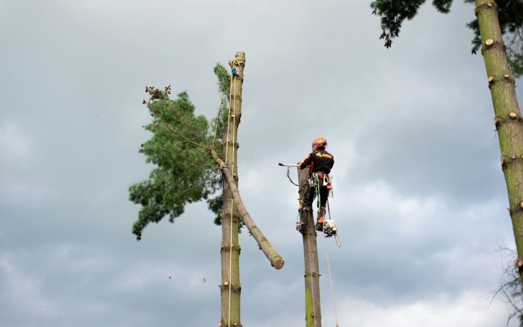 Local Arborist in Kyle TX Who Should Call for Winter Limb Risk
