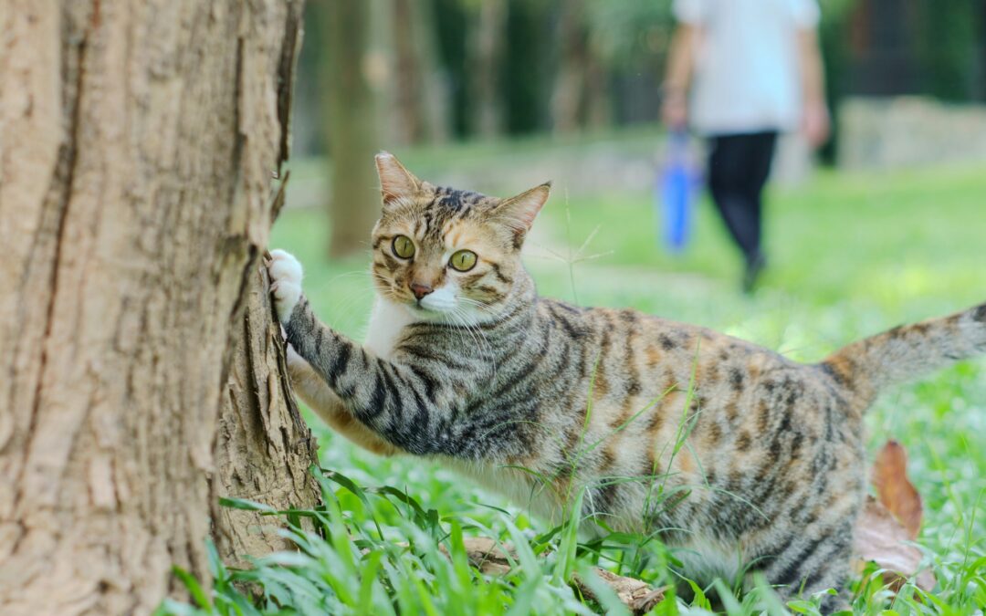 Kyle Tree Maintenance What to Watch When Cold Weather Hits
